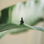 selective focus photography of black Buddha figurine on green leaf