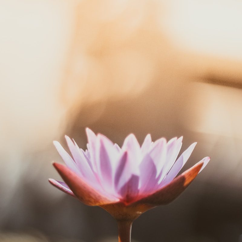 shallow focus photography of purple flower