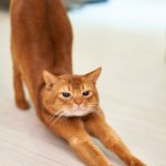 orange cat stretching on white surface
